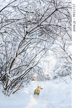 Snow in the forest Snow in the forest 9621727