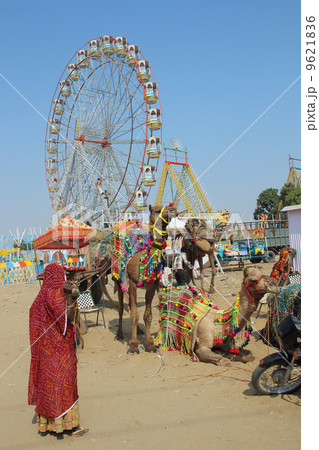 woman camels and ferris wheels at Pushkar camel fair woman camels and ferris wheels at Pushkar camel fair 9621836