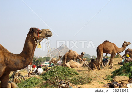 camels during festival in Pushkar camels during festival in Pushkar 9621841