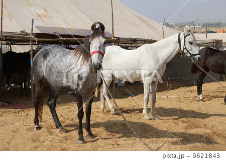 horses at Pushkar Camel Fair horses at Pushkar Camel Fair 9621843