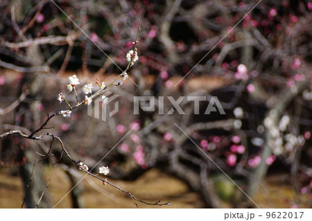 1月花 ハクバイ・バラ科296 1月花 ハクバイ・バラ科296 9622017