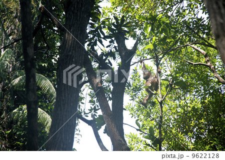 オランウータン 9622128