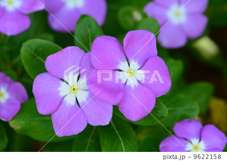 日々草 日々草 9622158