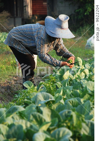 Vegetable farmer, Gardener of Thailand Vegetable farmer, Gardener of Thailand 9622204