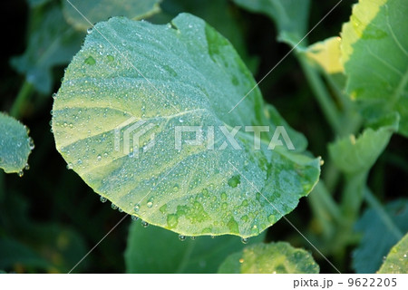 Chinese Kale fresh and good for health Chinese Kale fresh and good for health 9622205