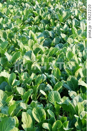 Chinese Kale fresh and good for health 9622210