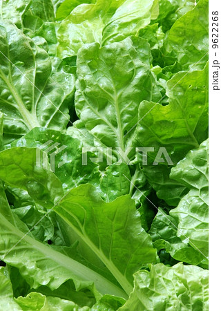 Leaf mustard/ Indian mustard fresh and good for health Leaf mustard/ Indian mustard fresh and good for health 9622268