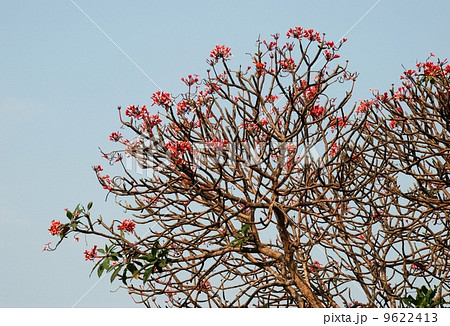 Frangipani Flower Scent of Asian exotic flower  9622413