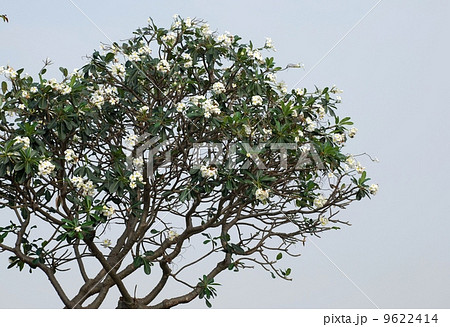 Frangipani Flower Scent of Asian exotic flower  9622414