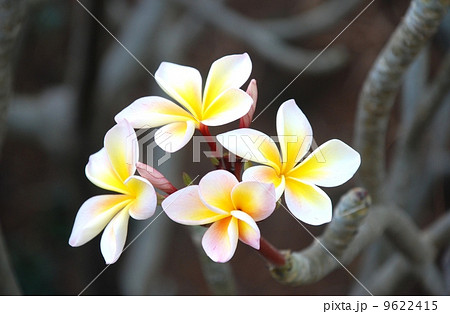 Frangipani Flower Scent of Asian exotic flower Frangipani Flower Scent of Asian exotic flower 9622415