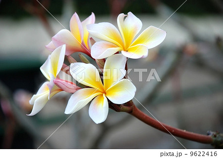 Frangipani Flower Scent of Asian exotic flower  9622416