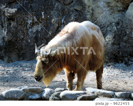 ターキン／多摩動物公園 9622455