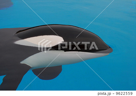 Killer whale 9622559