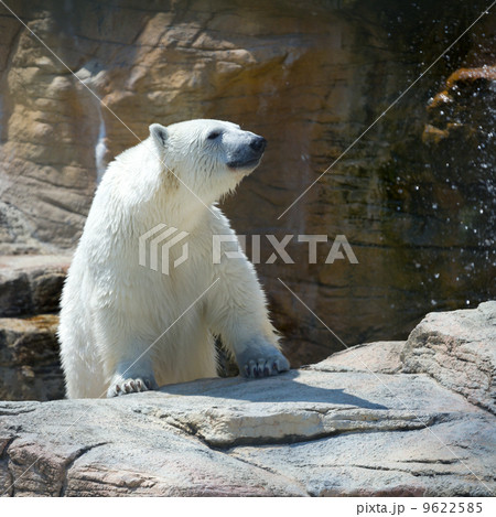 Polar bear 9622585