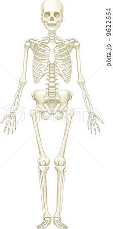 人体骨格 前面 のイラスト素材 9622664 Pixta