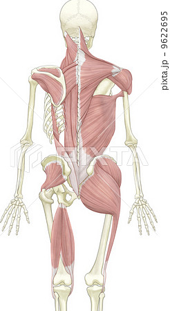 人体骨格と筋肉 背面 のイラスト素材