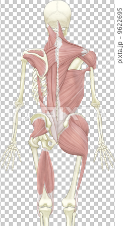 人体骨格と筋肉（背面） 9622695