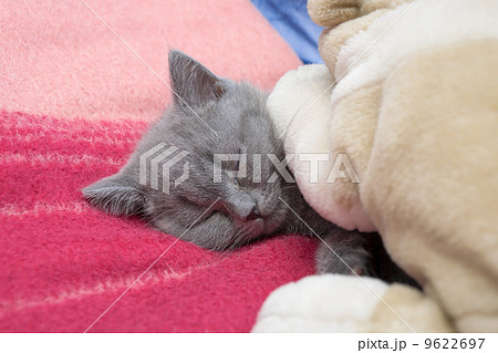 sleeping little kitten sleeping little kitten 9622697