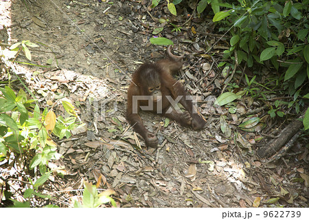 オランウータン 9622739