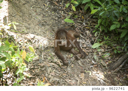 オランウータン 9622741