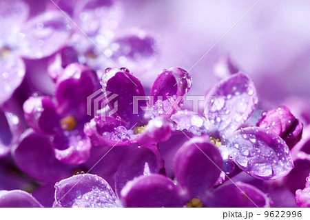 flowers of a lilac blossom in the spring 9622996