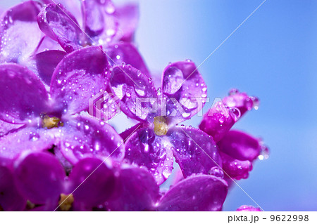 flowers of a lilac blossom in the spring 9622998