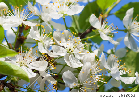agriculture blossoming of flowers of cherry on a tree 9623053