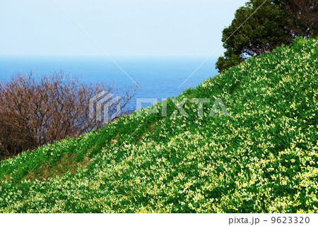 水仙ランド＠越前岬 9623320