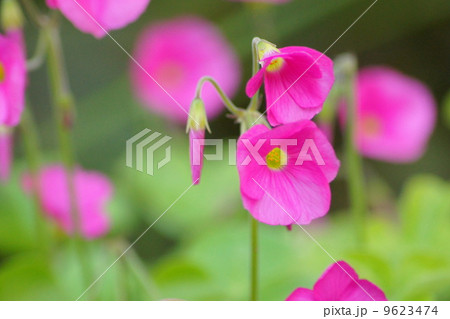 オキザリス(ボーウィ:大型の花) オキザリス(ボーウィ:大型の花) 9623474