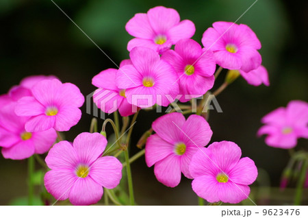 オキザリス（ボーウィ：大型の花） 9623476