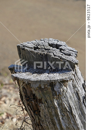 古い切り株 古い切り株 9623517