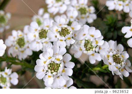 純白のイベリス 9623652