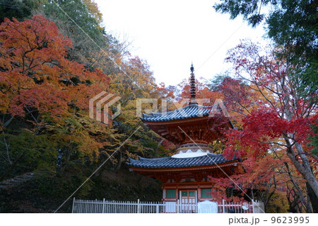 大阪岸和田にある大威徳寺の多宝塔と紅葉 大阪岸和田にある大威徳寺の多宝塔と紅葉 9623995