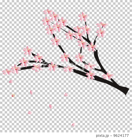 Cherry tree, flower 9624177
