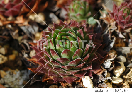 センペルビウム 9624262