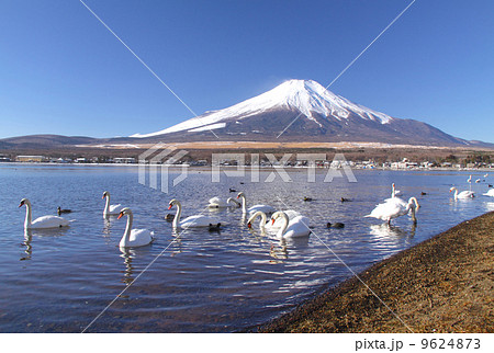「世界文化遺産」富士山と白鳥や野鳥が遊泳する富士五湖の一つ山中湖「富士箱根伊豆国立公園」 9624873