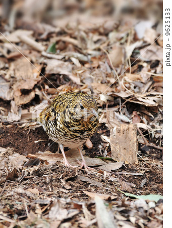 トラツグミ 9625133