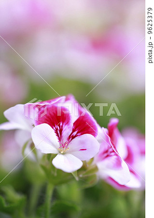 パンジーゼラニウムの花の写真素材