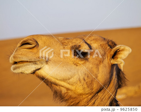 Camel in Morocco 9625850