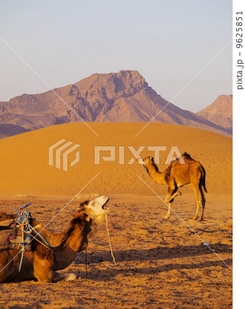Camel in Morocco 9625851