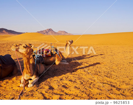 Camel in Morocco 9625853