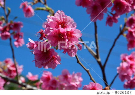 琉球寒緋桜(リュウキュウカンヒザクラ) 琉球寒緋桜(リュウキュウカンヒザクラ) 9626137