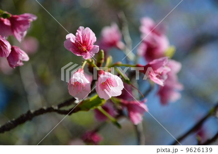 琉球寒緋桜(リュウキュウカンヒザクラ) 琉球寒緋桜(リュウキュウカンヒザクラ) 9626139