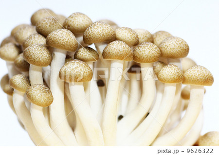 ブナシメジ 9626322