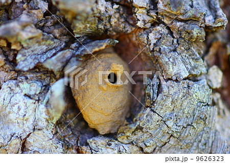 トックリバチの巣 9626323