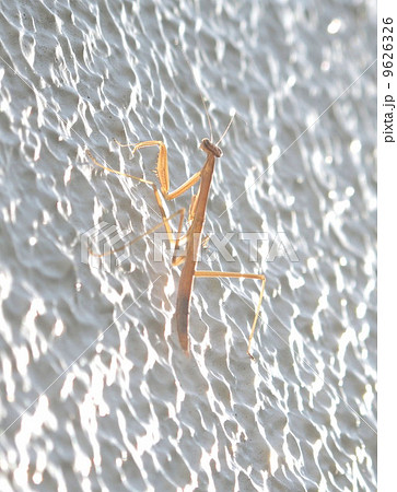 カマキリ カマキリ 9626326