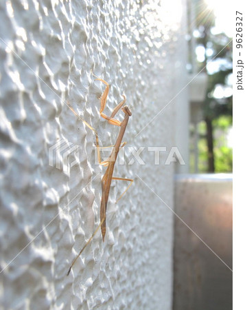 カマキリ 9626327