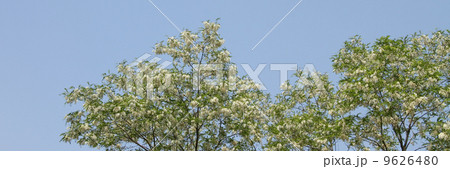 ハリエンジュ 9626480