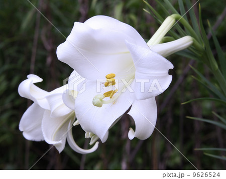 タカサゴユリ タカサゴユリ 9626524