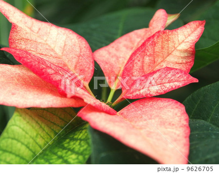 ポインセチア 9626705